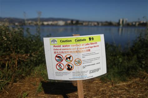Will this winter’s megastorms end the Bay Area’s toxic algae problem?